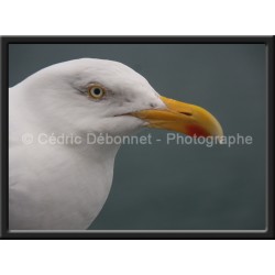 Oiseau des plages