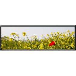 Champ de fleurs d'été